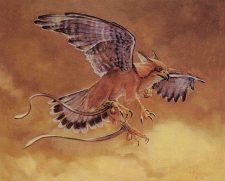 Suntail Hawk