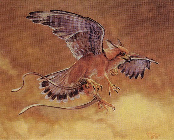 Suntail Hawk