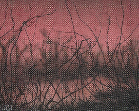 Cursed Land