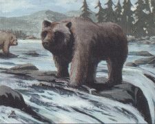 Grizzly Bears