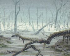 Swamp