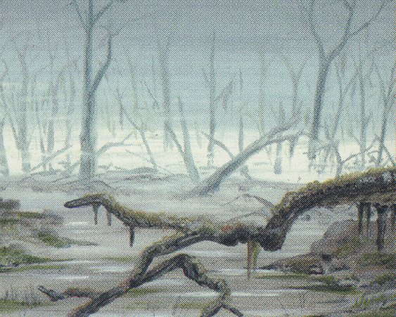 Swamp