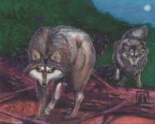 Timber Wolves