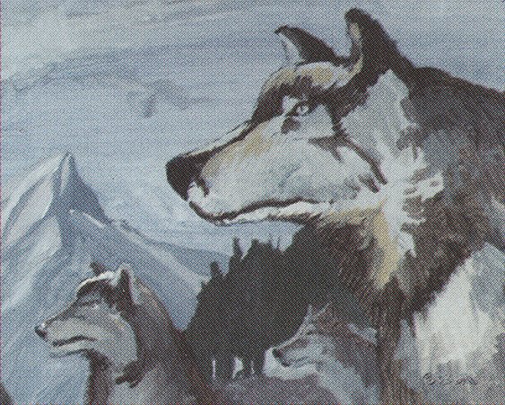 Aspect of Wolf