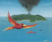 Birds of Paradise
