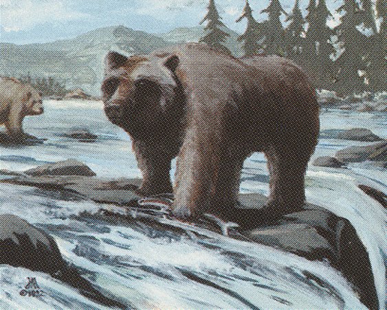 Grizzly Bears