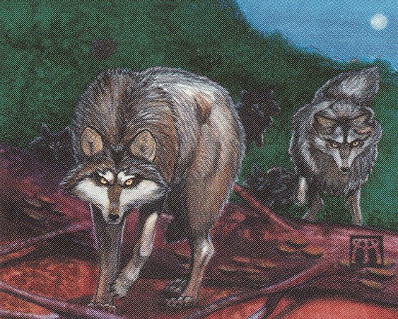 Timber Wolves