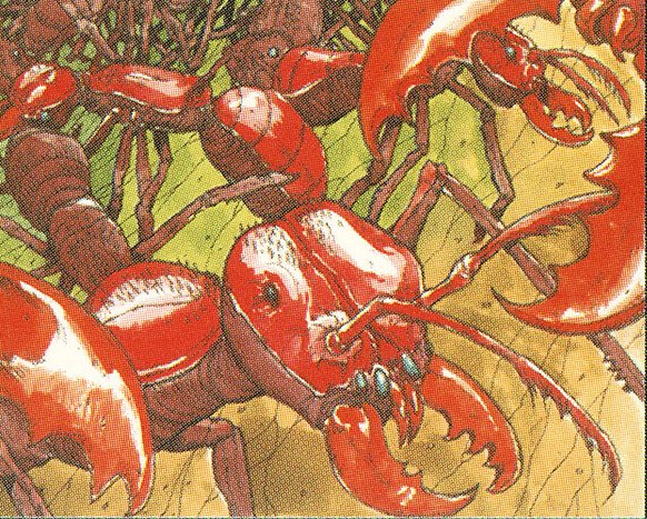 Carrion Ants