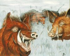 Durkwood Boars