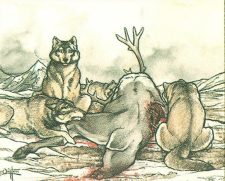 Tundra Wolves