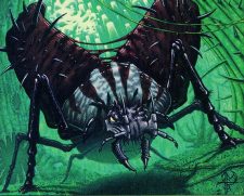 Vexing Beetle