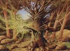 Black Poplar Shaman