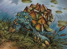 Turtleshell Changeling