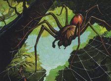 Deadly Recluse