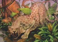 Mist Leopard