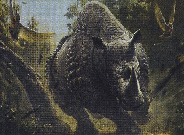 Stampeding Rhino