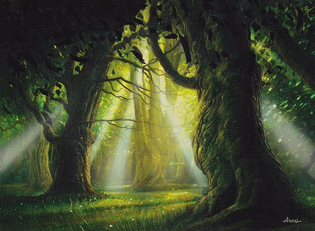 Forest