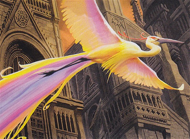 Birds of Paradise
