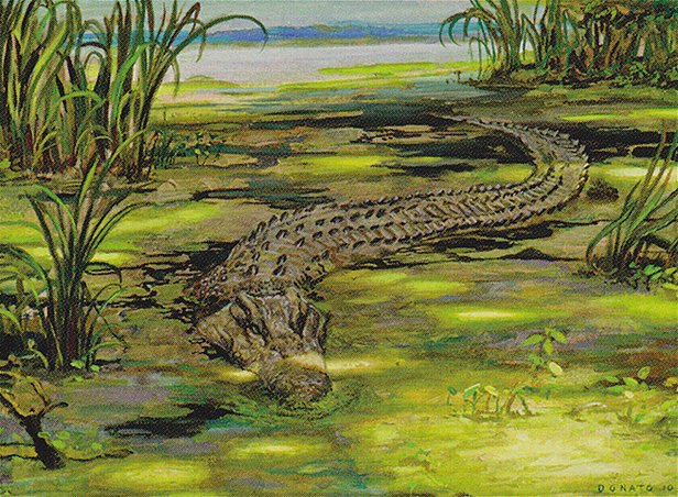 Lurking Crocodile