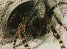 Sentinel Spider