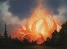 Sunpetal Grove