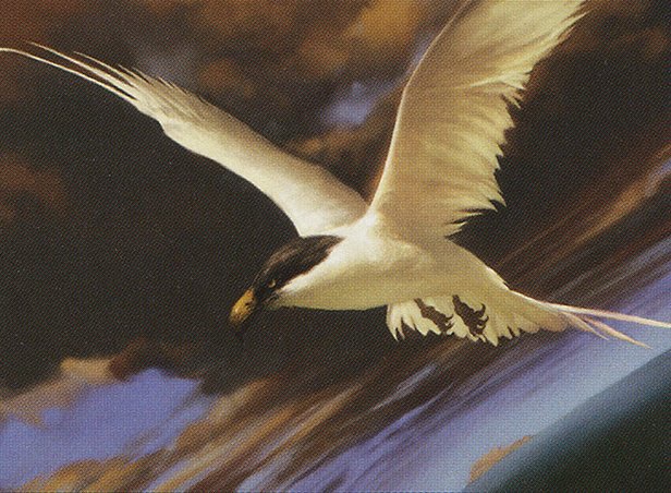 Welkin Tern