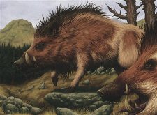 Brindle Boar