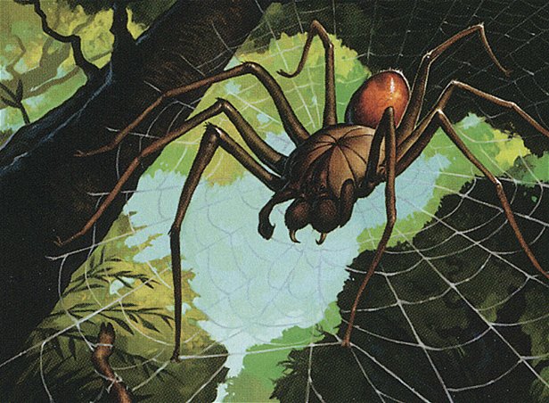Deadly Recluse