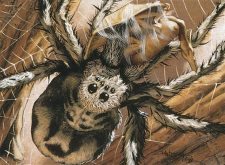 Giant Spider