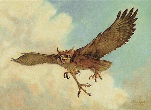 Suntail Hawk