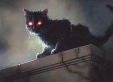Black Cat