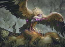 Gorging Vulture