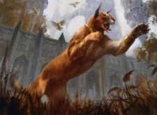 Prowling Caracal
