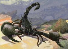 Sedge Scorpion