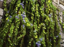 Portcullis Vine