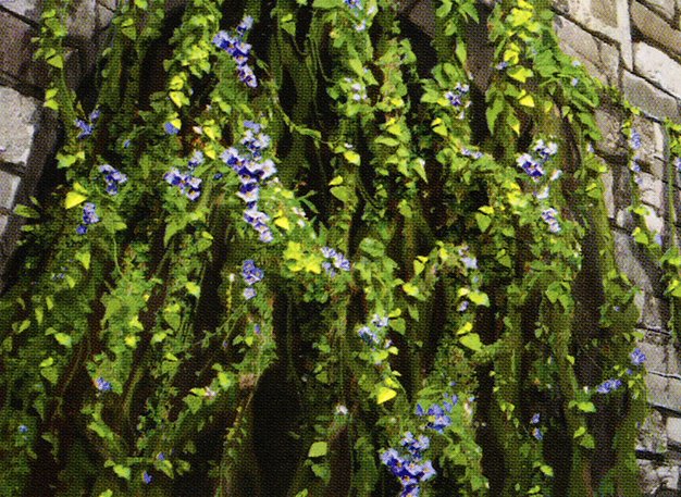 Portcullis Vine