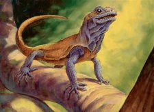 Basking Rootwalla