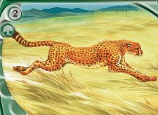 Hunting Cheetah