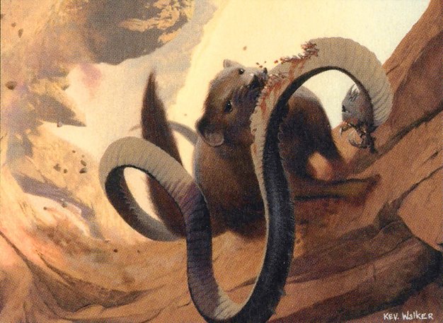 Nimble Mongoose