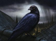Foul Watcher