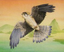 Bay Falcon