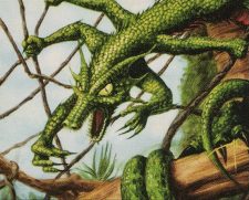 Canopy Dragon