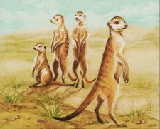 Karoo Meerkat