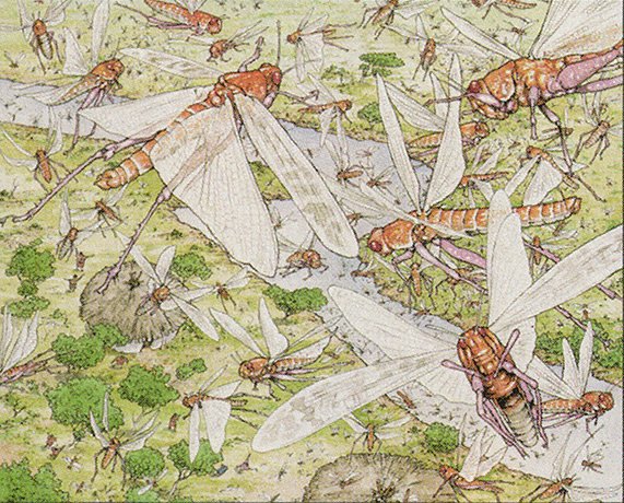 Locust Swarm
