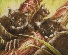 Uktabi Wildcats
