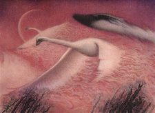 Swans of Bryn Argoll