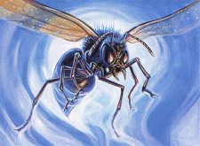 Giant Dustwasp
