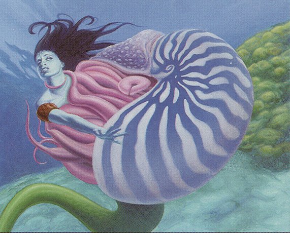 Chambered Nautilus