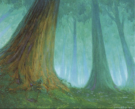 Forest