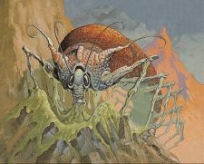 Lithophage
